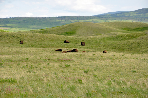 bison - buffalo